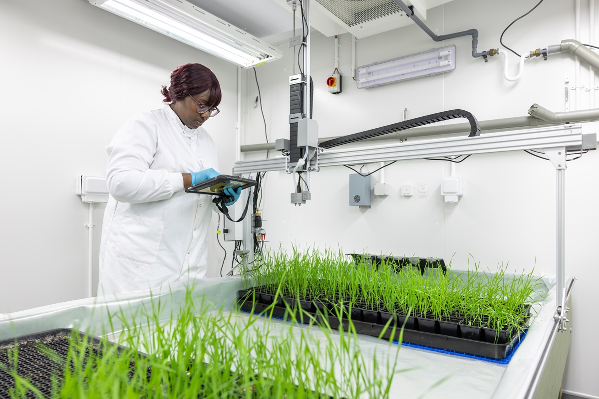 Paida Mataranyika, Postdoctoral Associate researching wheat-soil microbiomes to find solutions in addressing fungal diseases affecting wheat in the UK.