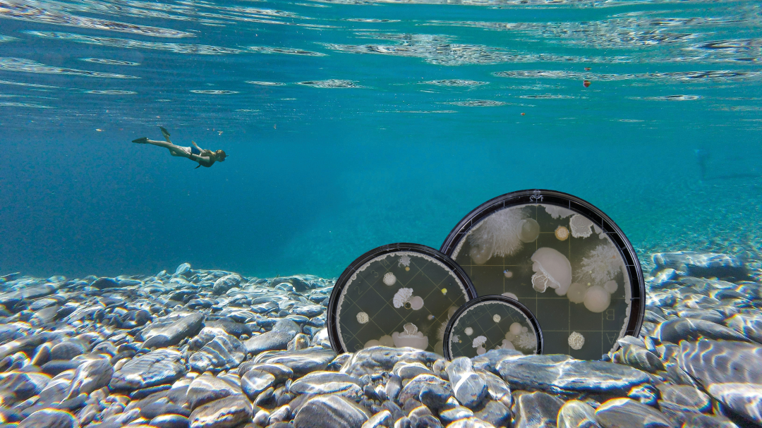 Undaunted collage shows a diver under the ocean swimming towards petri dishes embedded in the sea bed